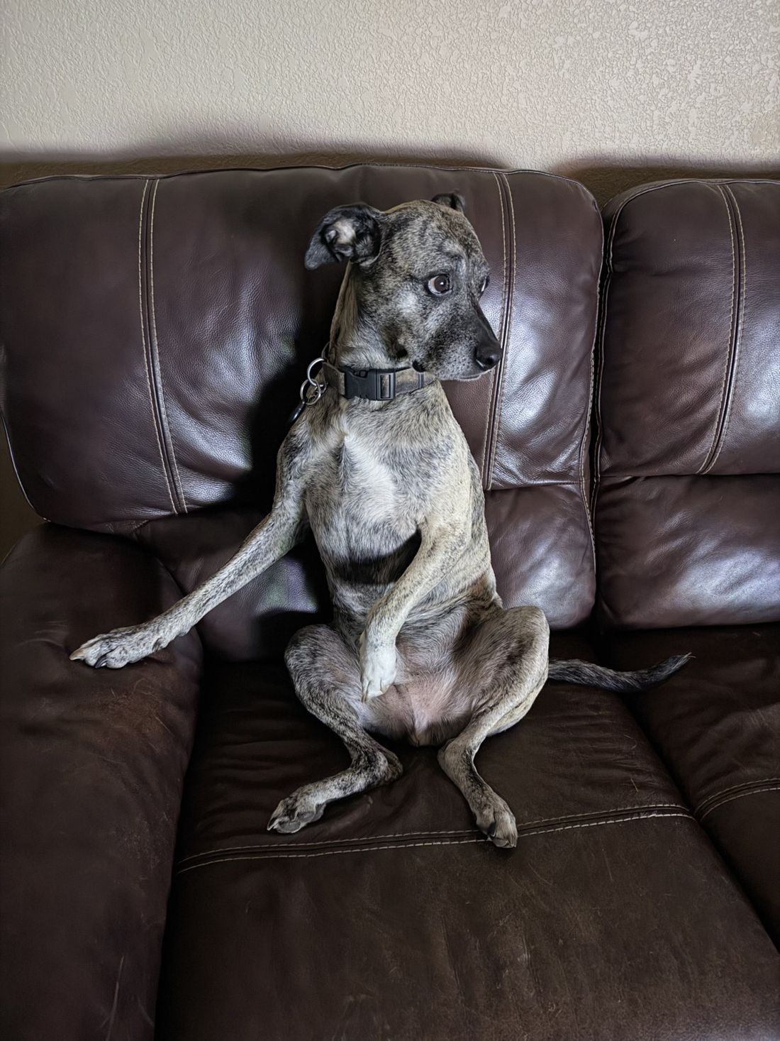 Caspian sitting upright on a leather couch like a person